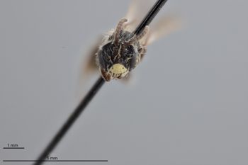 Media type: image;   Entomology 771537 Aspect: head frontal view